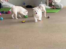 Shiba inu puppies