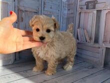 Toy poodle