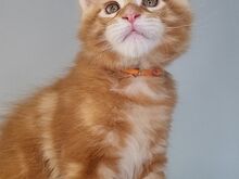 Maine Coon kassipojad, isased