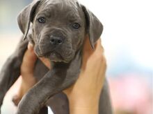 Cane Corso