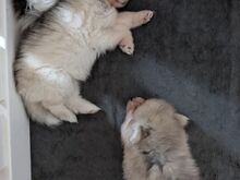 Pomsky Kutsikad | Kennelklubis Registreeritud