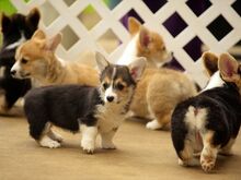 Pembroke Welsh Corgi Pembroke'i kutsikad