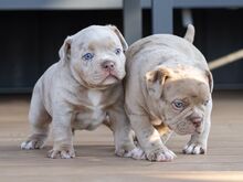 American Bully