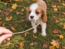 Cavalier King Charles spanjeli kutsikad!