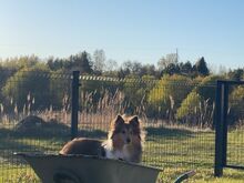 Noor Sheltie otsib kodu