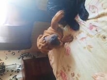 Щенки шарпея