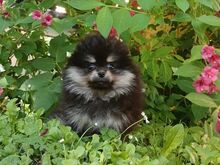 Pomeranian kutsikad