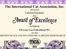Briti Golden chinchilla/white  Kaunitar HELGA