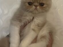Котята экзотической породы