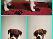 Jack Russell terjeri kutsikad