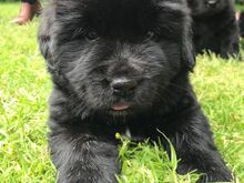 Newfoundlandi kutsikad