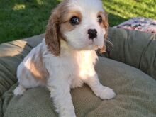 Cavalier King Charles spanjeli kutsikad!