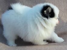 Pomeranian kutsikad
