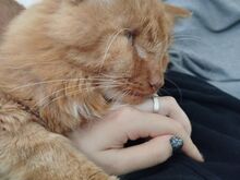 Одноглазый львёнок Пилат