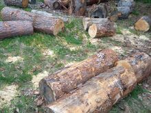Küttepuu 50 cm pakud