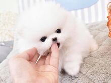 Pomeranian kutsikad