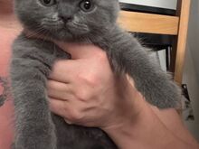 British Shorthair kittens