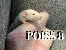 Rotipojad