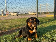 English bulldog puppies