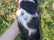 Cavalier King Charles spanjeli kutsikad!