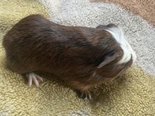 Merisiga