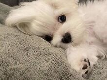 Malta Bichon