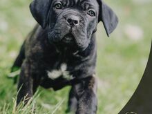 4- kuused Cane Corso kutsikad
