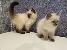 Ragdoll-kassipojad on saadaval.