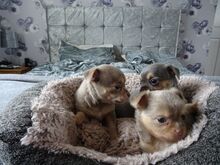 Chihuahua kutsikad