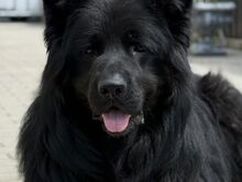 Saksa lambakoer