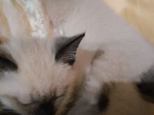 Сиамские котята