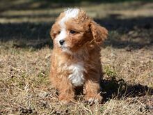 Maltipoo kutsikad