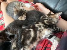 Котёнок