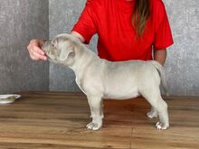 American Bully kutsikad