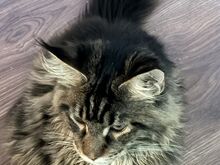 Maine Coon kassipoeg