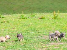 Chihuahua kutsikad
