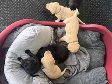 5 emast / 3 isast labradori retriiveri kutsikat