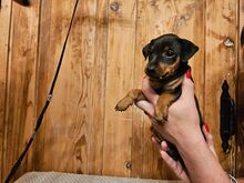 Kääbuspinser, Zwergpinscher, Miniature Pincher