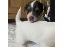 Jack russelli kutsikad