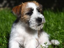 Jack Russelli terjeri kutsikas
