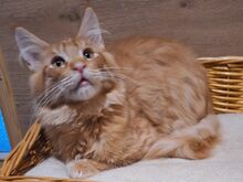 Maine Coon kassipojad