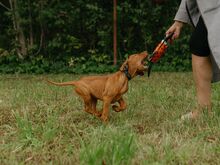 Ungari lühikarvalise linnukoera kutsikad (vizsla)