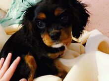 Cavalier King Charlesi spanjeli kutsikad