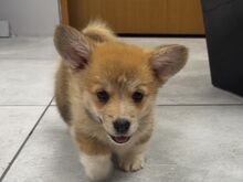 Welsh Corgi Pembroke