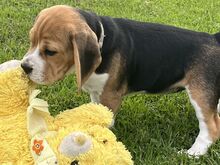Beagle kutsikad