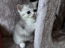 Шотландские вислоухие/прямоухие котята