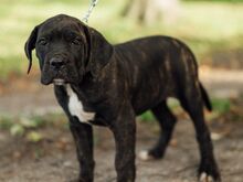 Cane Corso kutsikad