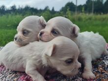 Malta bichon kutsikad