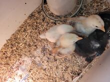 Kana tibud