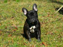 Французский бульдог